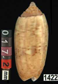 Oliva (Galeolella) todosina