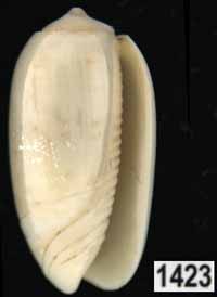 Oliva (Galeolella) todosina