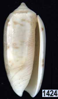 Oliva (Galeolella) todosina