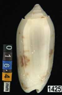 Oliva (Galeolella) todosina