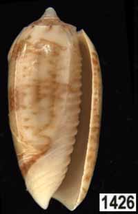 Oliva (Galeolella) todosina