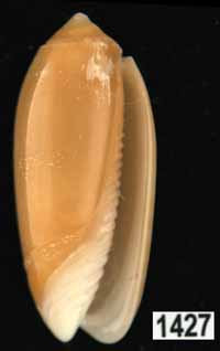 Oliva (Galeolella) todosina