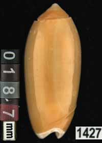 Oliva (Galeolella) todosina