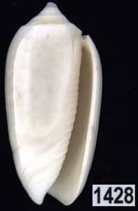 Oliva (Galeolella) todosina f. lepida