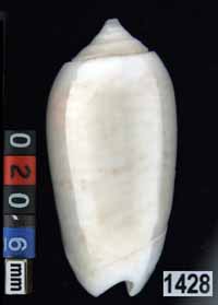 Oliva (Galeolella) todosina f. lepida