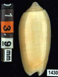 Oliva (Galeolella) todosina