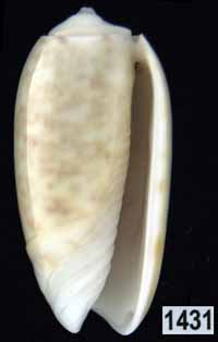 Oliva (Galeolella) carneola