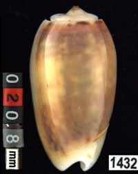 Oliva (Galeolella) carneola