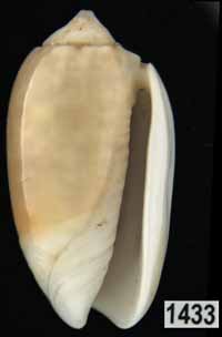 Oliva (Galeolella) carneola