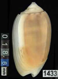 Oliva (Galeolella) carneola