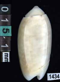 Oliva (Galeolella) carneola