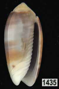 Oliva (Galeolella) carneola