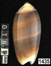 Oliva (Galeolella) carneola