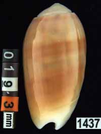 Oliva (Galeolella) carneola