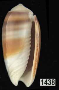 Oliva (Galeolella) carneola