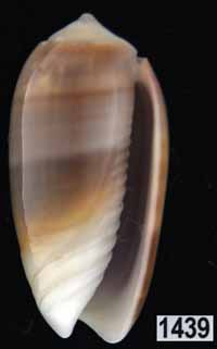 Oliva (Galeolella) carneola