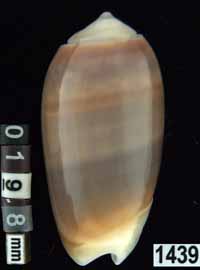 Oliva (Galeolella) carneola