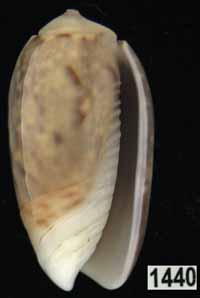 Oliva (Galeolella) carneola