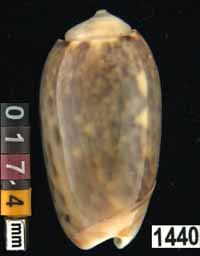 Oliva (Galeolella) carneola