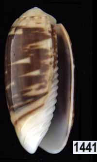 Oliva (Galeolella) carneola