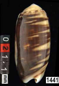 Oliva (Galeolella) carneola