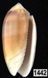 Oliva (Galeolella) carneola f. trichroma