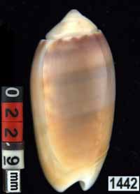 Oliva (Galeolella) carneola f. trichroma