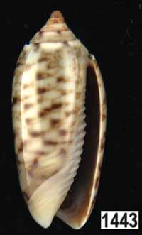 Oliva (Galeolella) sidelia