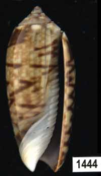 Oliva (Galeolella) sidelia