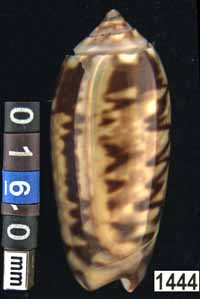 Oliva (Galeolella) sidelia