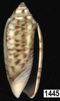 Oliva (Galeolella) sidelia