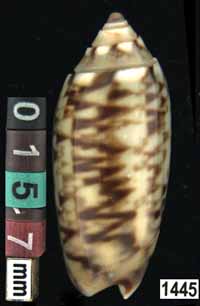 Oliva (Galeolella) sidelia