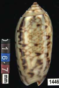 Oliva (Galeolella) sidelia