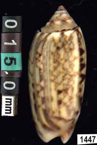 Oliva (Galeolella) sidelia