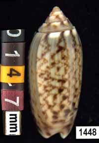 Oliva (Galeolella) sidelia