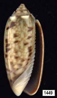 Oliva (Galeolella) sidelia