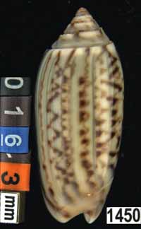 Oliva (Galeolella) sidelia