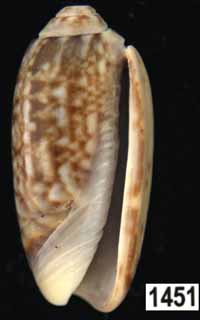 Oliva (Galeolella) sidelia