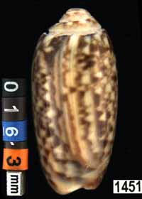 Oliva (Galeolella) sidelia