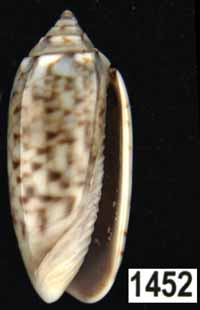 Oliva (Galeolella) sidelia