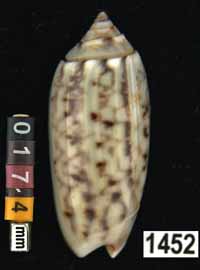 Oliva (Galeolella) sidelia