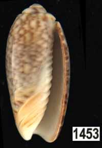 Oliva (Galeolella) sidelia