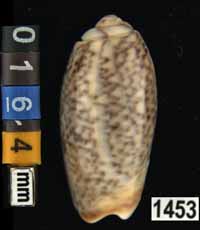 Oliva (Galeolella) sidelia