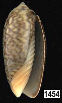 Oliva (Galeolella) sidelia