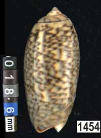 Oliva (Galeolella) sidelia