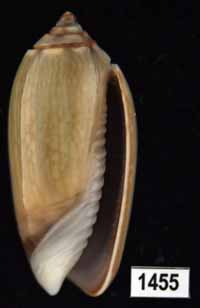 Oliva (Galeolella) sidelia