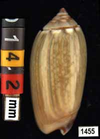 Oliva (Galeolella) sidelia