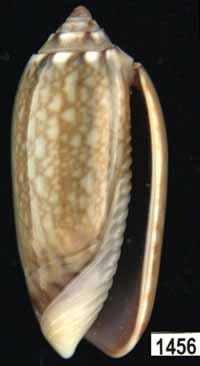 Oliva (Galeolella) sidelia