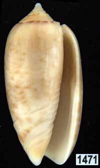 Oliva (Americoliva) flammulata