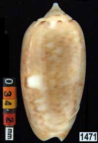 Oliva (Americoliva) flammulata